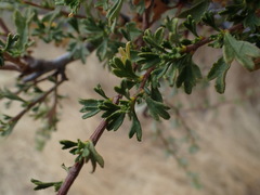 Purshia tridentata