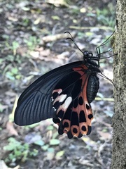 Papilio thaiwanus