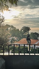 Anthracoceros albirostris