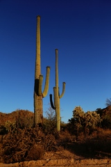 Carnegiea gigantea