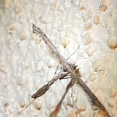 Anstenoptilia marmarodactyla