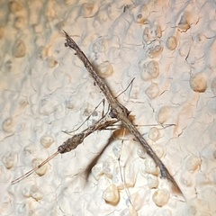 Anstenoptilia marmarodactyla