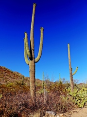 Carnegiea gigantea
