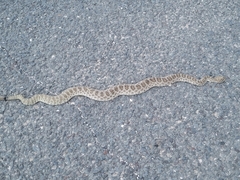 Crotalus viridis
