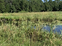 Setaria magna