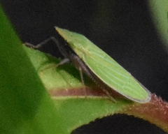 Draeculacephala robinsoni