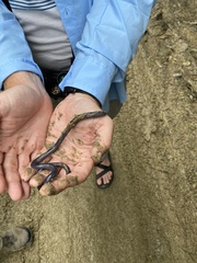 Caecilia tenuissima