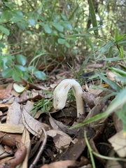 Monotropa