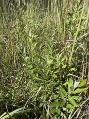 Salix humilis