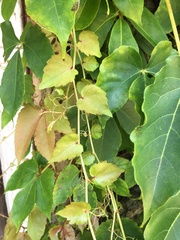 Parthenocissus tricuspidata