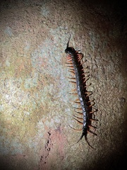 Scolopendra subspinipes