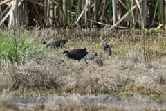 Porphyrio melanotus melanotus
