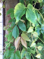 Parthenocissus tricuspidata