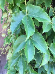 Parthenocissus tricuspidata