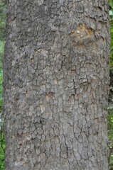Platanus wrightii