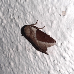 Prolimacodes badia