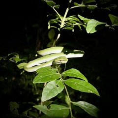 Tropidolaemus wagleri