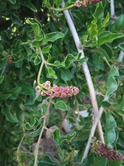 Anisomeria littoralis