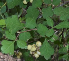 Rhus trilobata