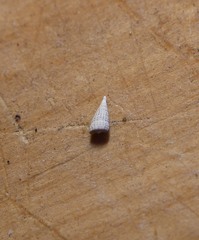 Cerithiopsidae