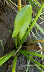 Sagittaria cuneata