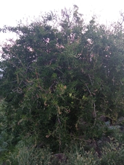 Anisomeria littoralis