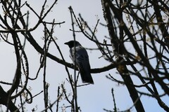 Coracina novaehollandiae