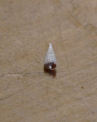 Cerithiopsidae