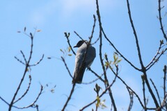 Coracina novaehollandiae