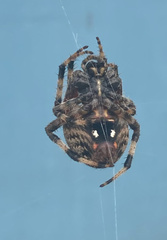 Araneinae