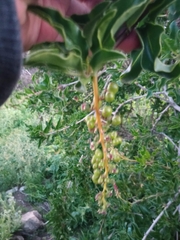 Anisomeria littoralis