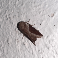 Prolimacodes badia