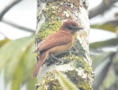 Pachyramphus cinnamomeus