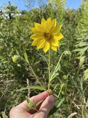 Helianthus giganteus
