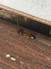 Camponotus