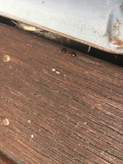 Camponotus
