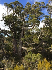 Athrotaxis cupressoides