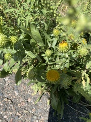 Grindelia inornata