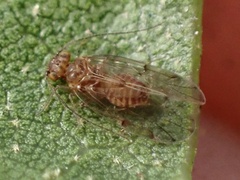 Ectopsocus