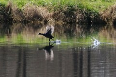 Fulica atra australis