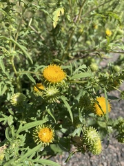 Grindelia inornata