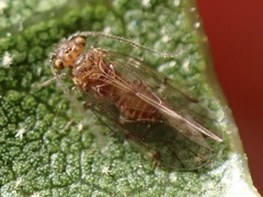 Ectopsocus