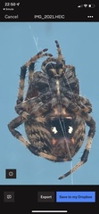 Araneinae