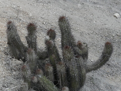 Loxanthocereus acanthurus