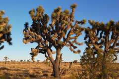 Yucca brevifolia