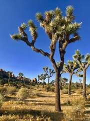 Yucca brevifolia