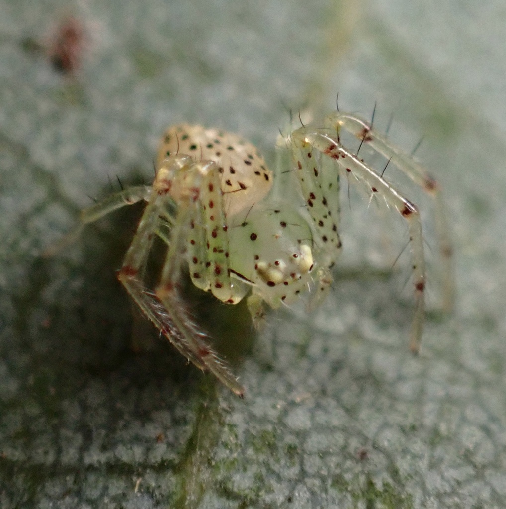 Diaea livens