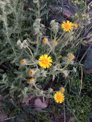 Senecio adenotrichius