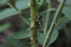 Aulaconotus atronotatus