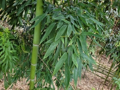 Phyllostachys aurea